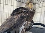The juvenile bald eagle was found in a community member's pasture and brought to Think Wild in Bend on Sunday.