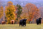 Highland cattle from the Star Lake Cattle Company, who have bred many National Champions, walk past trees with colorful fall foliage, Tuesday, Oct. 14, 2025, in Georges Mills, N.H.