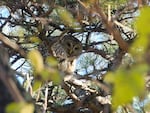 Barred owls are known to be aggressive and territorial. A barred owl similar to this one recently attacked a Washington state woman — twice.