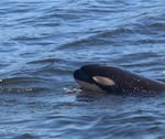 Researchers presume the new orca calf was born to 18-year-old J42, otherwise known as "Echo."