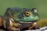 Bullfrogs and other amphibians are especially vulnerable to agrochemicals because they live in both water and on land at different life stages.