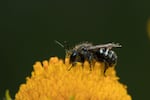 The Oregon Bee Atlas lists 567 bee species across Oregon, including the cuckoo bee as seen in the image above. DNA barcoding results show evidence for nearly 200 additional species that aren’t listed in the Oregon Bee Atlas database.