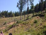 The Buck Rising site in Southern Oregon demonstrates a controversial logging practice known as variable retention harvests.