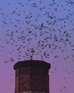 Vaux's swifts fly down the chimney at dusk at Chapman Elementary School in Portland, Ore., in this provided photo from 2022.