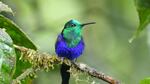 A Green-crowned Brilliant in Ecuador, one of 200+ species of hummingbirds Noah Strycker saw in South America.