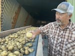 A farmer inspects his potatoes.