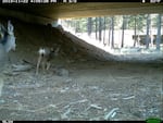 Mule deer use crossing.