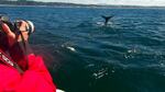 Oregon State University researcher Leigh Torres photographs a gray whale off the coast of Newport. She's studying the effects of noise pollution on whales in conjunction with the Cooperative Institute for Marine Resources Studies.