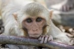 The Oregon National Primate Research Center (ONPRC) is home to approximately 4,800 nonhuman primate. Most are rhesus macaques.