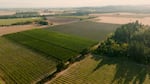 Aerial view of rows of hops in a field.