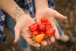 Mild habanero peppers developed by Jim Myers at Oregon State University.