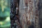 A section of a Douglas fir tree with the bark removed by scientists to examine insect damage that led to the tree's death following heat stress in the Willamette National Forest, Ore., Friday, Oct. 27, 2023.