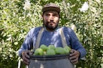 Victor Covarrubias holds a basket of Granny Smith apples at Avalon Orchards in Sundale, Wash., Monday, Oct. 7, 2019.