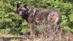 After a lawsuit settlement and change in Oregon law, the state Department of Fish and Wildlife eased the rules for livestock producers to use lethal control over wolves.