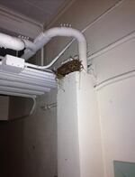 An inspection of Kellogg Middle School in late 2015 found asbestos, mold... and a bird's nest.