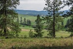 A landscape of rolling hills, grassland and conifer trees