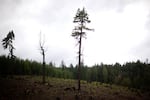 A few trees are left behind after a clear-cut in an industrial forest in Oregon's Coast Range.