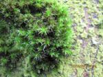 Researchers used orthotrichum moss, visible in trees all over Portland, to test for air pollutants in 346 different locations.