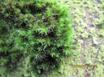 Researchers used orthotrichum moss, visible in trees all over Portland, to test for air pollutants in 346 different locations.