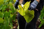 A volunteer harvests kalo leaves at Unity Farms at the Oregon Food Bank in Portland, Ore., on Saturday, Sept. 26, 2026. Kalo, a tropical root vegetable native to Hawaii, will go dormant in the winter, dropping its leaves.