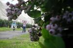 File photo. Around 1,000 workers tend to the blueberries under this tent near Patterson, Washington, in 2016.