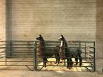 Animals evacuated from the Santiam Fire are kept in the livestock pavilion at the state fairgrounds in Salem.