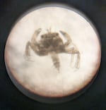 A tiny crab larva, just one of the many species that make up zooplankton, Aug. 20, 2026.