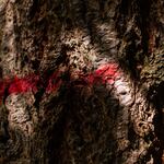 A ring of red paint on the bark of a mature tree on DNR land denotes the border of a timber sale — a sign that this forest is (or was) slated for cutting. Undated provided image.