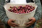 Cherries are harvested in the Columbia River Gorge in Oregon in this undated provided image.