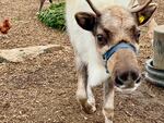 The reindeer like to play with small Christmas trees by moving them around with their antlers.