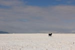 A cow stands in a snowy pasture in Wallowa County, Oregon, the epicenter of the state's conflict over gray wolf recovery. Open range cattle die for many reasons, but wolves have added stress to ranchers' operations.