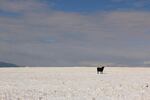 A cow stands in a snowy pasture in Wallowa County, Oregon, the epicenter of the state's conflict over gray wolf recovery. Open range cattle die for many reasons, but wolves have added stress to ranchers' operations.