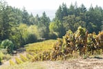 Sealionne Wine’s West Wind Vineyard outside of Newberg, Ore., was buzzing with energy on Sept. 22 during the shortened harvest. Nearly 70% of every vine in the Willamette Valley, including these vines, is pinot noir, according to the Willamette Valley Wineries Association.