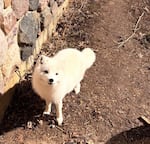 An undated photo of Luna, an arctic fox found in Portland, Ore., in October 2024, at the Ochsner Park Zoo in Baraboo, Wis.