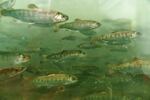 The Yurok Tribe faced a catastrophic fish kill last year. While salmon are doing better, concerns remain.