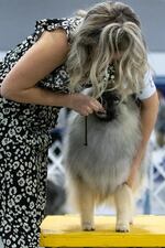 A keeshond is given a treat while waiting for the breed judging to continue. The Rose City Classic Dog Show was held at the Portland Metropolitan Exposition Center Jan. 15-19, 2020.