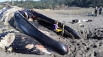 Researchers are harvesting the whale's skeleton because blue whales are rare in Oregon
