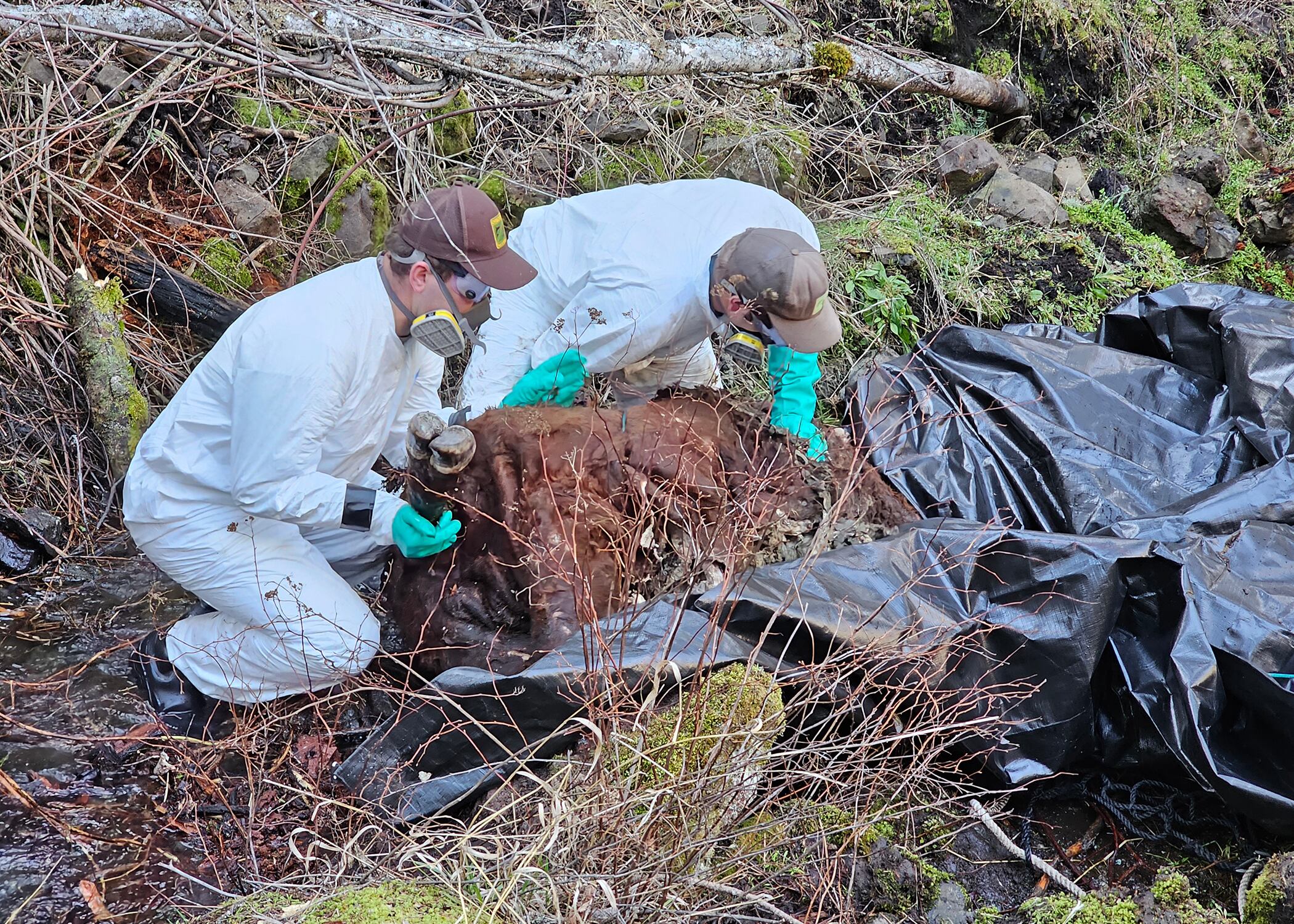 Oregon Department of Fish and Wildlife remove a poisoned cow carcass from a creek in the Hells Canyon National Recreation Area in Wallowa County, Ore. in 2024.