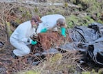 Two men in hazmat suits handle a decomposing cow carcass from a creek bed with the aid of black tarp.