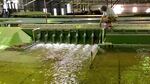 Sean Milligan of the U.S. Army Corps of Engineers Walla Walla District sends hot pink dye through the spill bay of the Little Goose Dam model in Vicksburg, Mississippi.