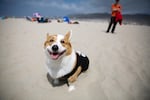 A corgi happily poses for the camera at the 2016 Oregon Corgi Beach Day at Cannon Beach. "Corgis are happy dogs," said Jennifer Robinson, organizer of the Portland Corgi Meetup Group. "Who wouldn't love a goofy, smiling, short dog?"
