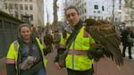 Falconers Sabrina Fox and Mateo Brunozzi with their hawks “Gir” and “Fezzik.”