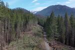 An aerial view of trees removed on a forest road near the Breitenbush River.