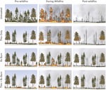 This conceptual illustration shows how different treatments can impact the severity of subsequent wildfires in the landscape. Areas that have received thinning and prescribed burn treatments fare better then areas left untreated or with only one treatment.