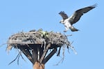 A parent osprey returns home to hatchlings at a nest in Bend's Old Mill District on June 24, 2023.