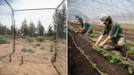 At left: Chain-link fence panels surround a bare patch of dirt with three stakes in the ground marking where Spring Alaska Schreiner has planted corn, beans and squash. At right: Farm workers Harrison Hill and Kobe Stites kneel between rows of plants and carefully place bean starts in the ground.