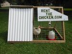 For folks who want to try it out, companies like this one Pennsylvania will rent out chickens.