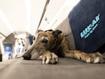 BARK Air officially launched this week, completing its first flight from New York to Los Angeles on Thursday. It also flies to London and aims to add more routes in the coming months.
