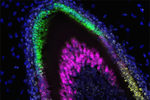 In this lab image of a developing incisor released by the University of Washington, colors identify which genes are being expressed at each stage of development.