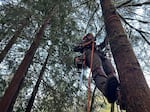 A member of the AntFarm wildland fire mitigation crew begins his climb up a tree in order to remove it. Trees that are touching homes, especially if they are dead, pose risk during wildfire. In an effort to save homes during wildfires, any brush and dead trees close to the structures are removed.